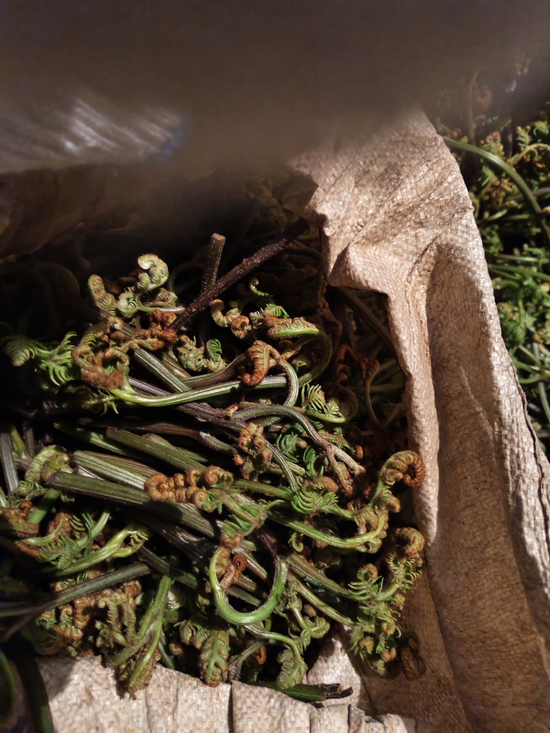 贵州蕨菜花