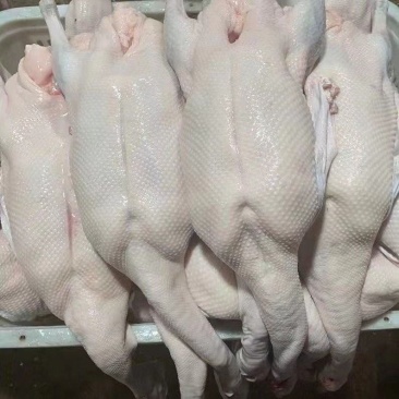正宗广东黑棕鹅白条鹅现杀现发净膛整鹅酒店烧腊卤鹅食