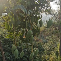 桂七芒果