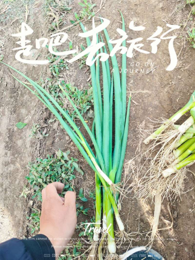 精品小葱苗大量上市全国发货