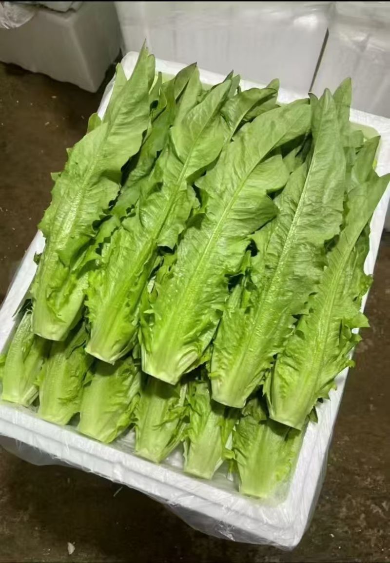 油麦菜