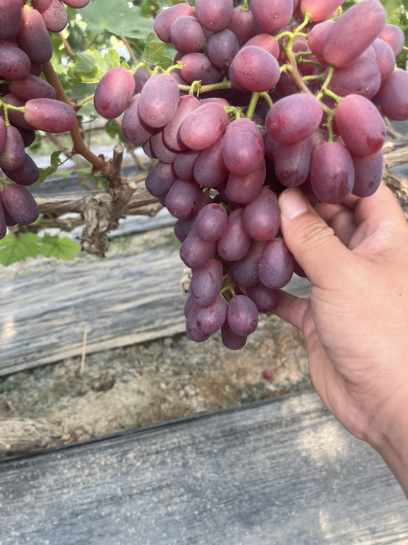 聊城巨盛一号葡萄大量上市
