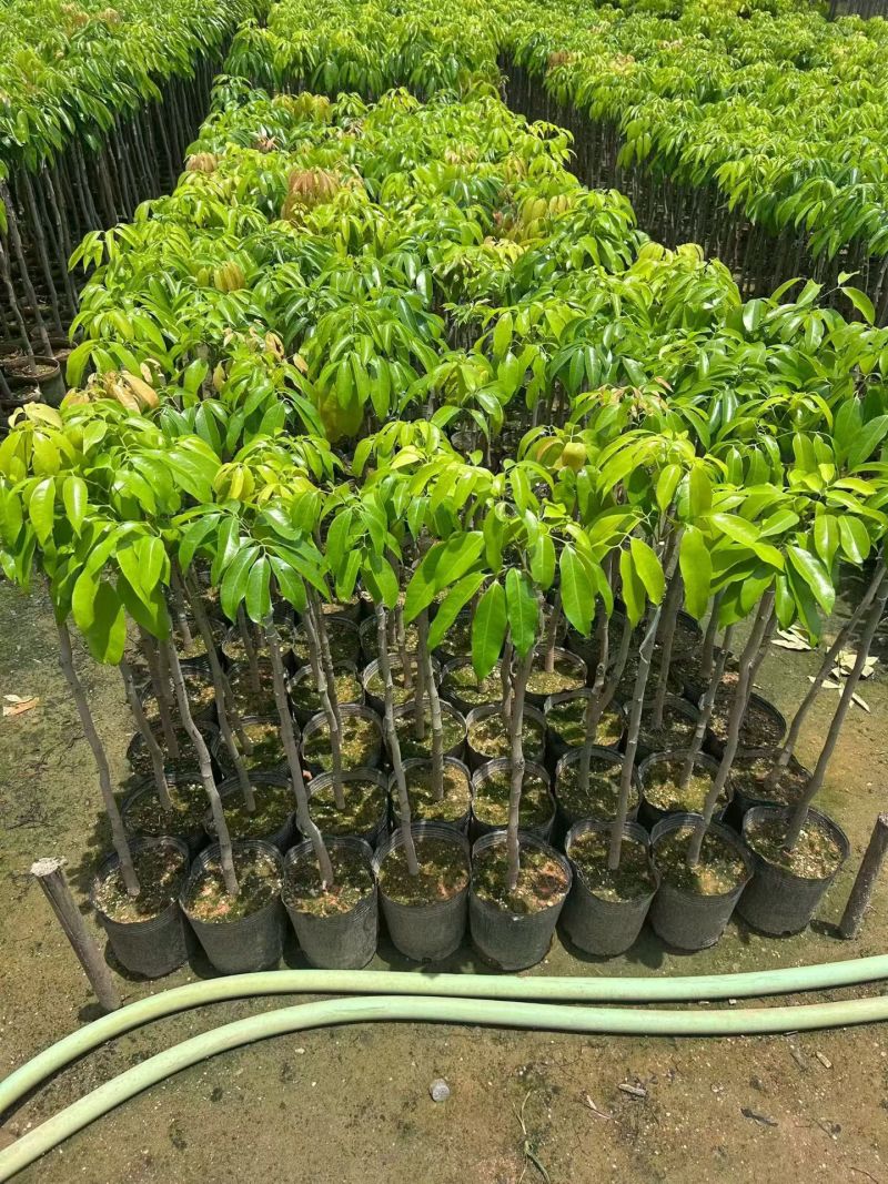 桂味荔枝，低价出售。