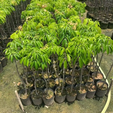 桂味荔枝，低价出售。
