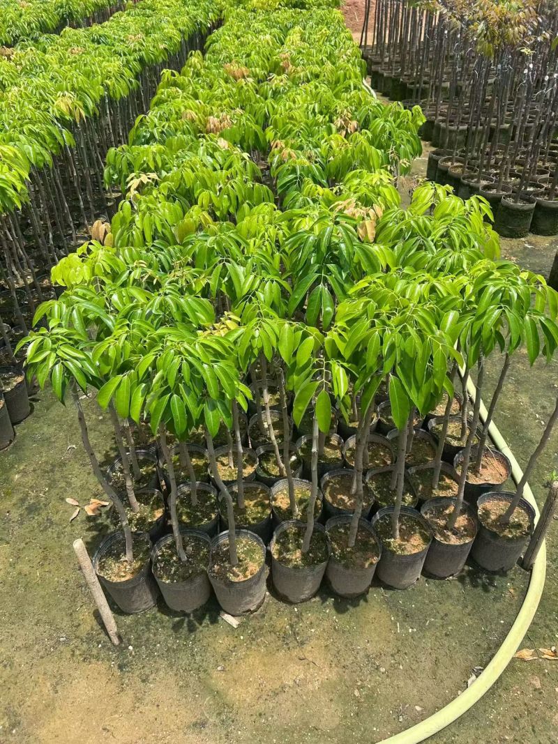 桂味荔枝，低价出售。