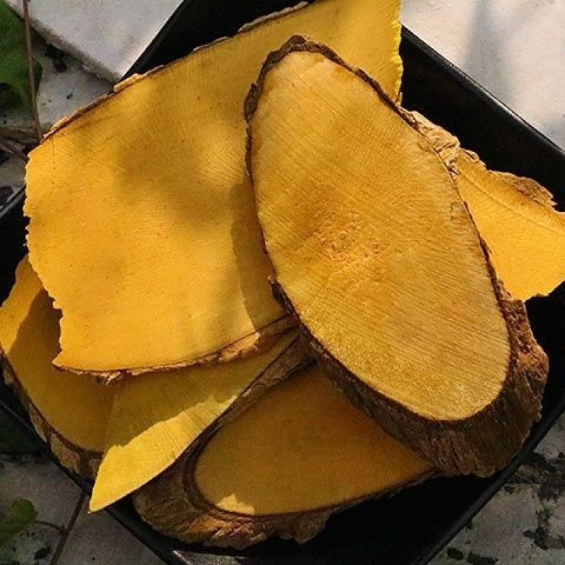 云南深山十大功劳土黄连黄连土黄柏功劳木根黄连