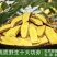 云南深山十大功劳土黄连黄连土黄柏功劳木根黄连