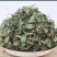 雷公根新货干货积雪草雷公根草马蹄草铜钱草崩大碗