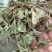 雷公根新货干货积雪草雷公根草马蹄草铜钱草崩大碗