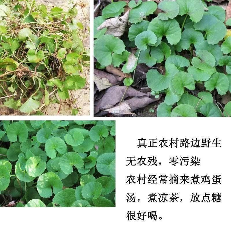 雷公根新货干货积雪草雷公根草马蹄草铜钱草崩大碗