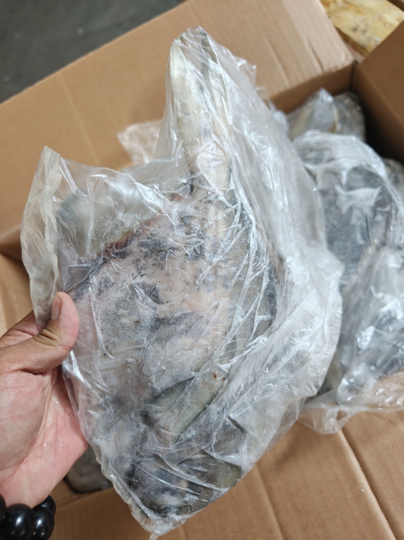 山东威海石岛大燕鲳鱼肉质肥美鲜度**