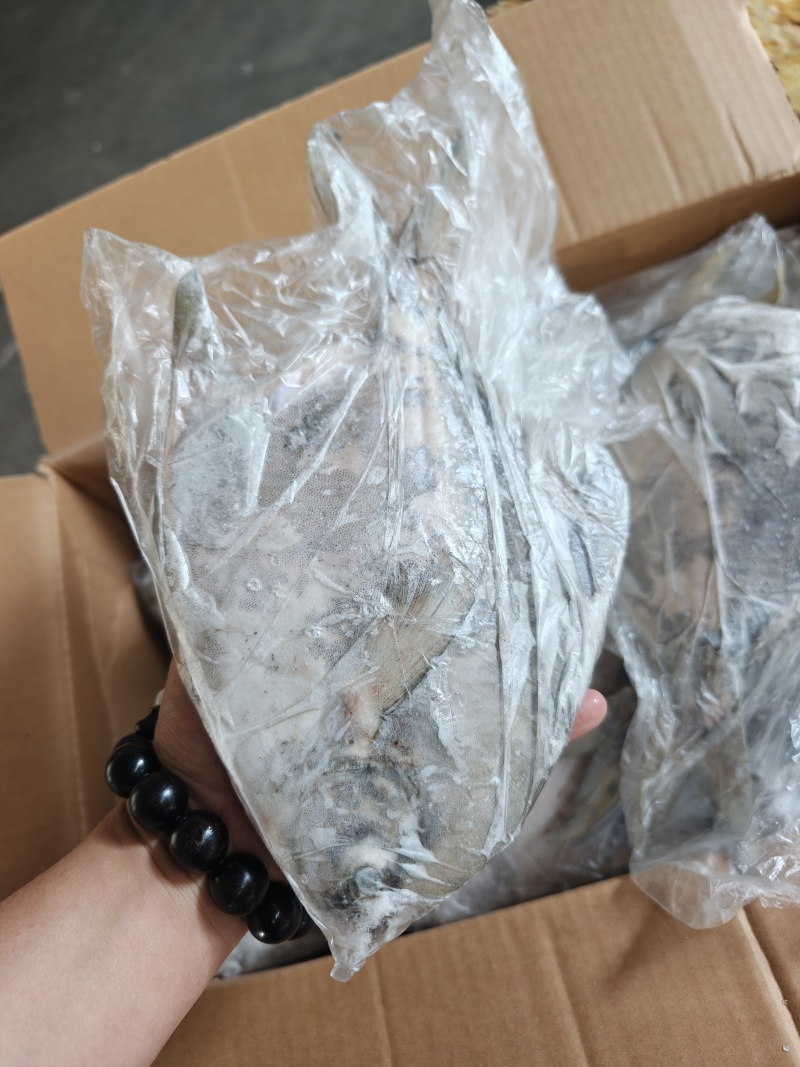 山东威海石岛大燕鲳鱼肉质肥美鲜度**