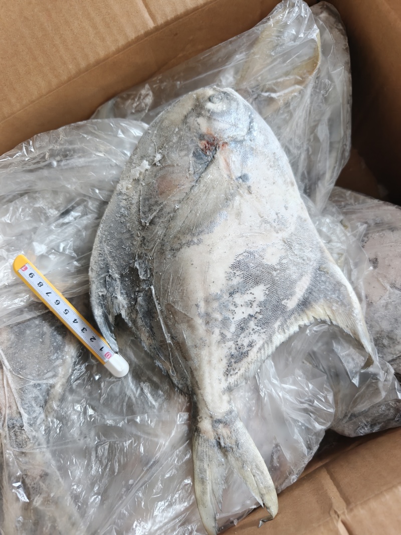 山东威海石岛大燕鲳鱼肉质肥美鲜度**