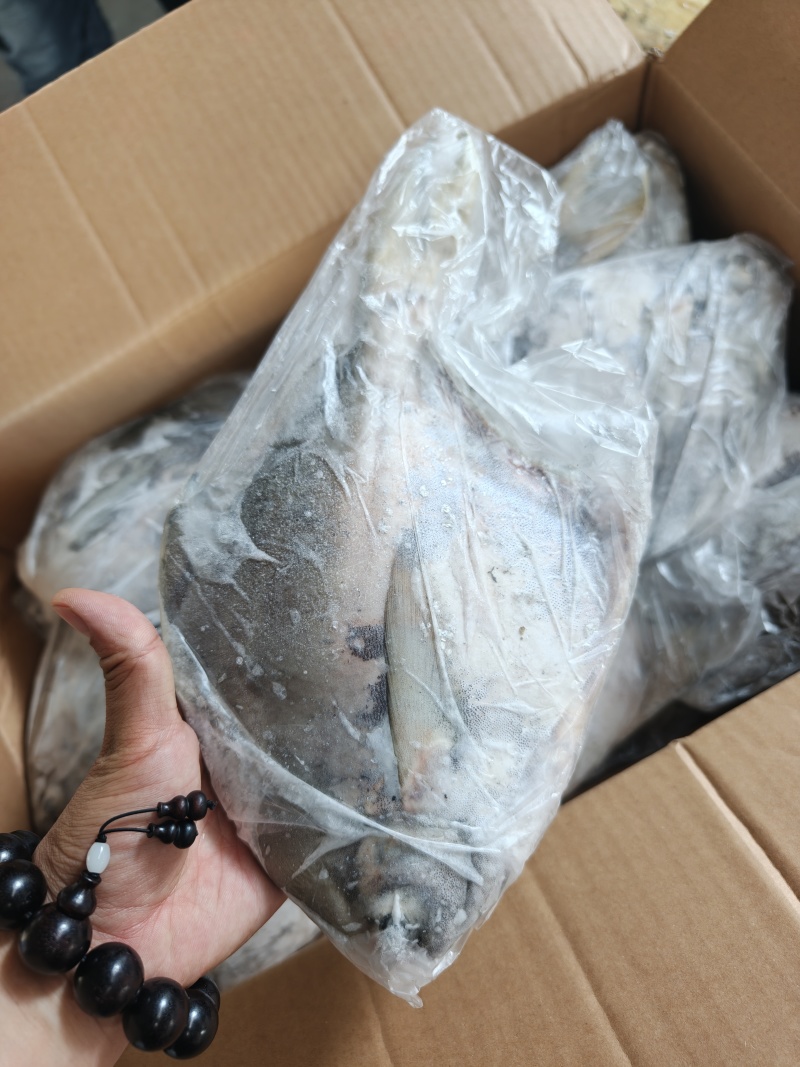 山东威海石岛大燕鲳鱼肉质肥美鲜度**