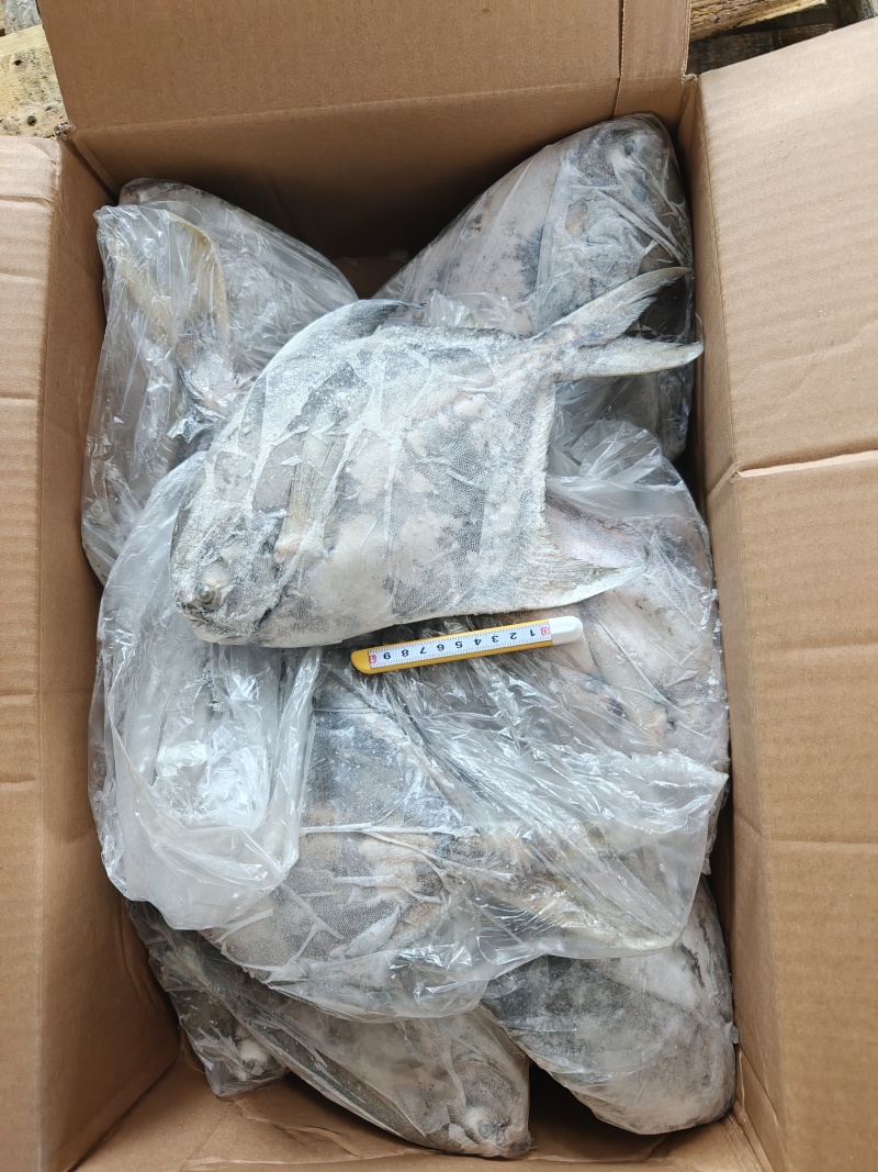 山东威海石岛大燕鲳鱼肉质肥美鲜度**
