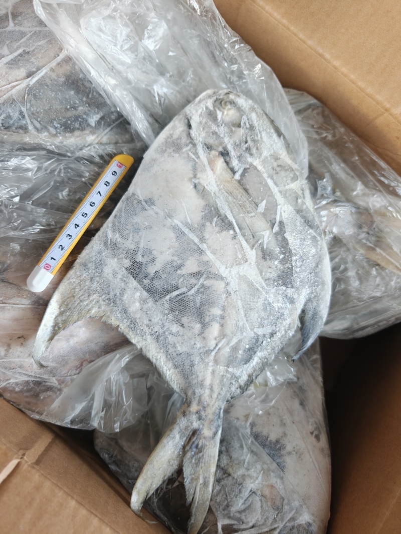 山东威海石岛大燕鲳鱼肉质肥美鲜度**