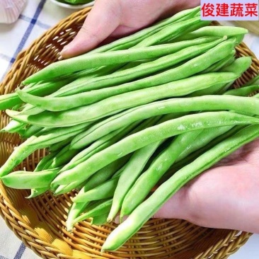 莘县中国蔬菜县无丝豆大量上市，源头直发，欢迎老板订购