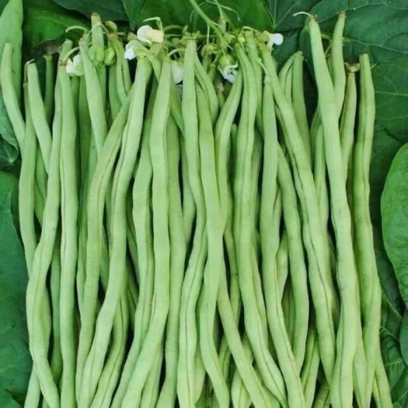 莘县中国蔬菜县无丝豆大量上市，源头直发，欢迎老板订购