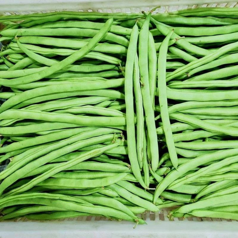 莘县中国蔬菜县无丝豆大量上市，源头直发，欢迎老板订购