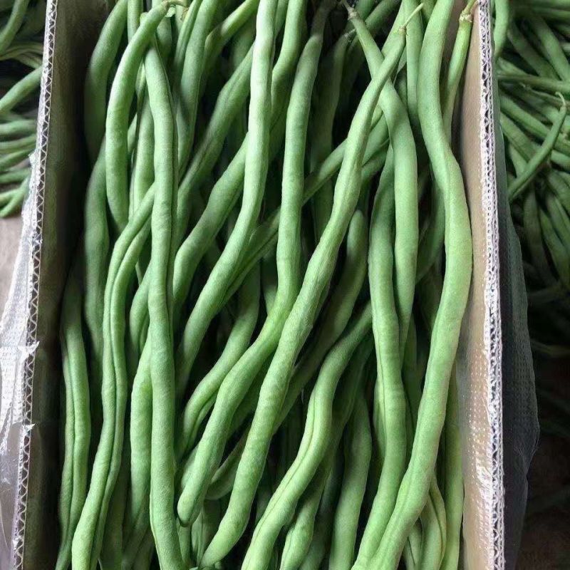 莘县中国蔬菜县无丝豆大量上市，源头直发，欢迎老板订购