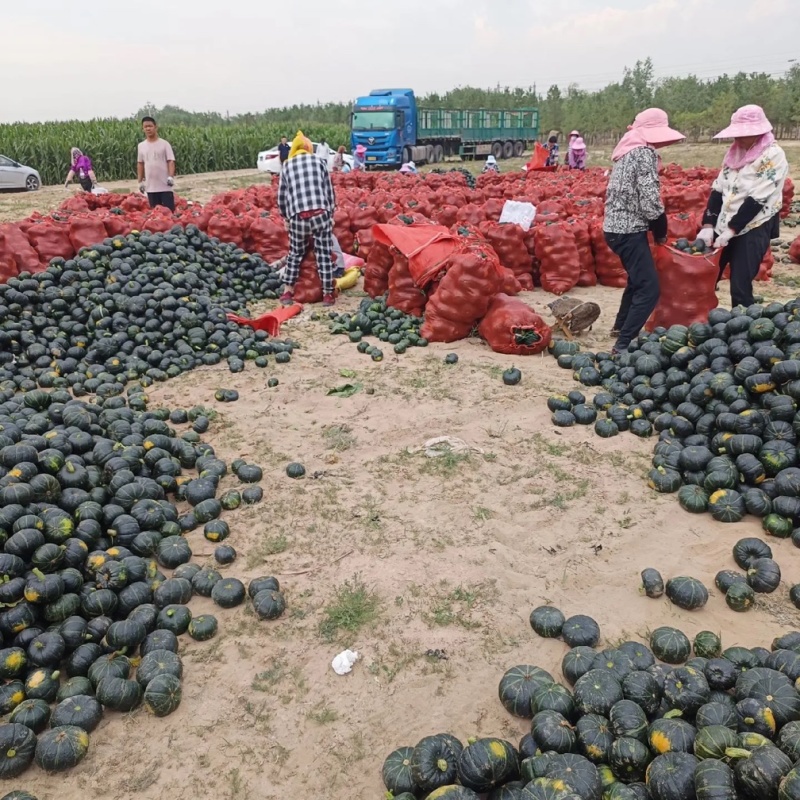 广西精品贝贝南瓜大量上市产地直发价格优惠欢迎来电