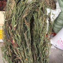 软肝草新货软肝草铁甲草益肝草干货