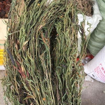 软肝草新货软肝草铁甲草益肝草干货