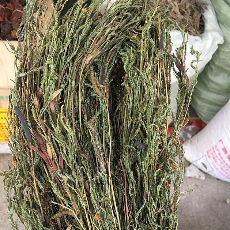 软肝草新货软肝草铁甲草益肝草干货