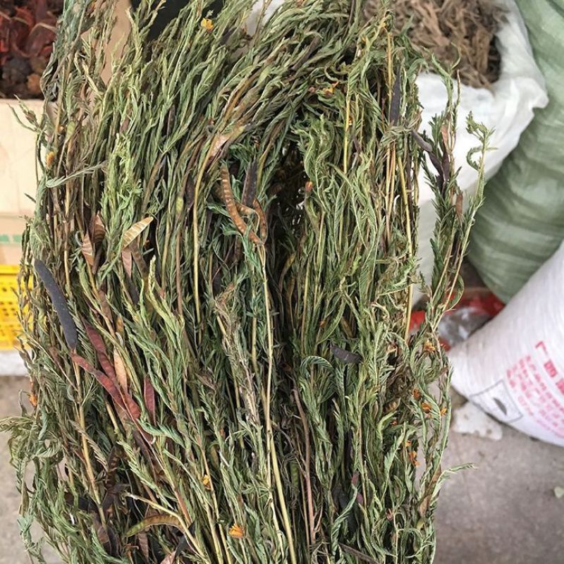 软肝草新货软肝草铁甲草益肝草干货