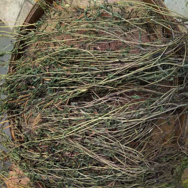 软肝草新货软肝草铁甲草益肝草干货
