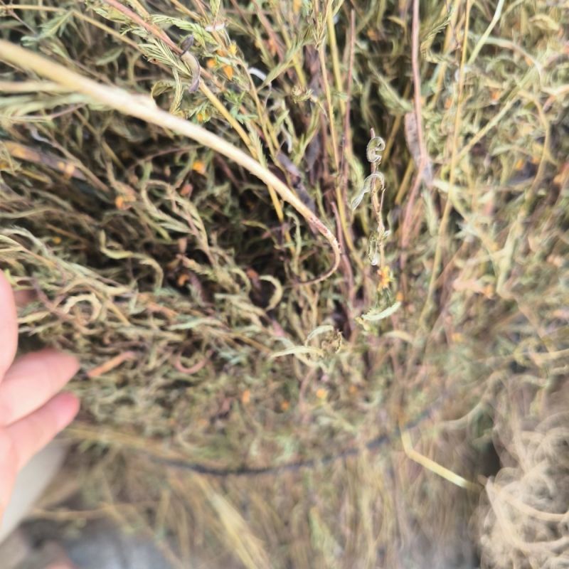 软肝草新货软肝草铁甲草益肝草干货