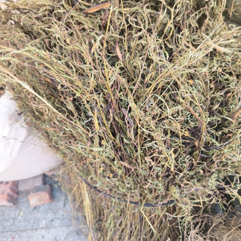 软肝草新货软肝草铁甲草益肝草干货
