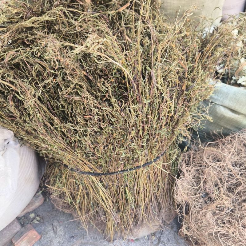 软肝草新货软肝草铁甲草益肝草干货