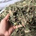 蒲公英泡水婆婆丁晒干