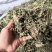 蒲公英泡水婆婆丁晒干