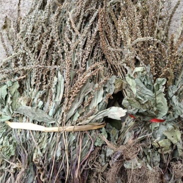车前草干货整株干净新鲜泡水车前草车轮草牛舌草