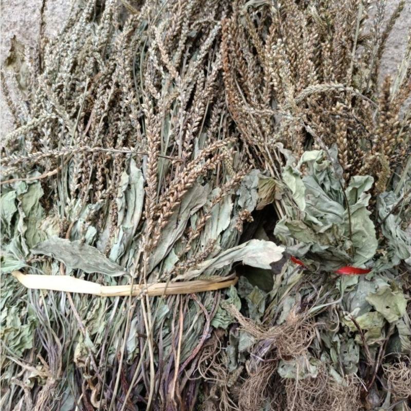 车前草干货整株干净新鲜泡水车前草车轮草牛舌草