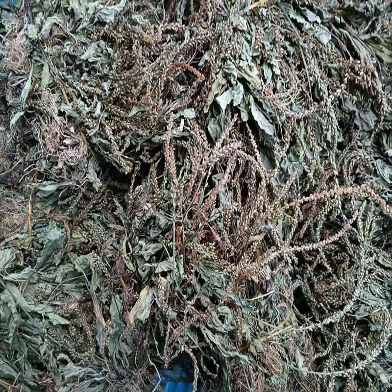车前草干货整株干净新鲜泡水车前草车轮草牛舌草