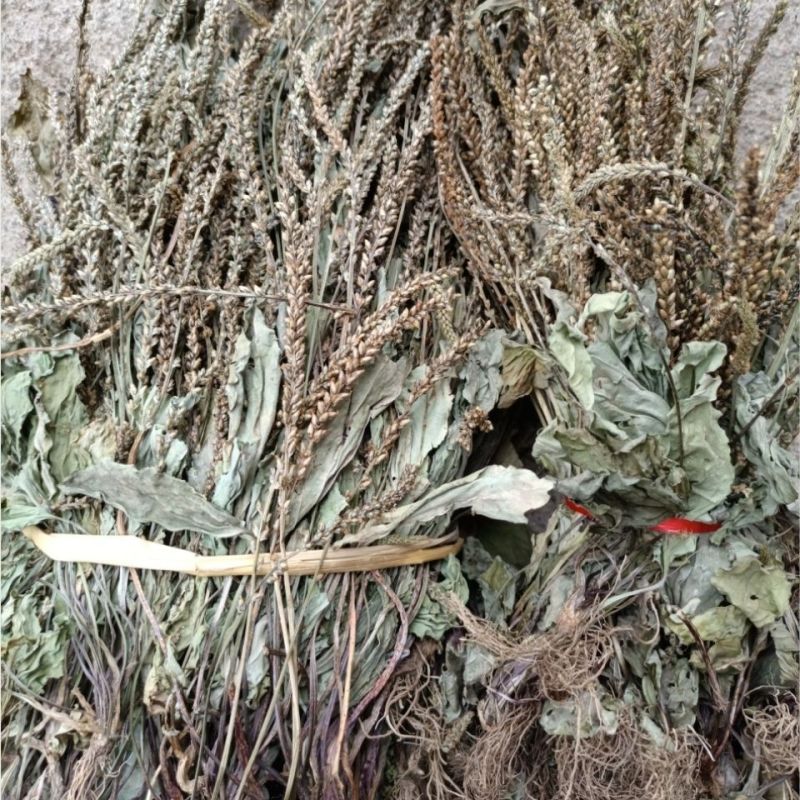 车前草干货整株干净新鲜泡水车前草车轮草牛舌草