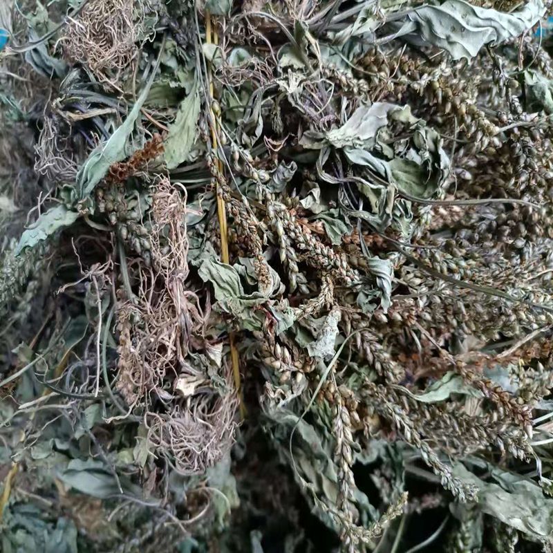 车前草干货整株干净新鲜泡水车前草车轮草牛舌草