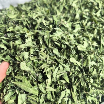 新货原叶罗布麻中药材筛选正品纯无硫罗布麻叶罗布麻茶叶