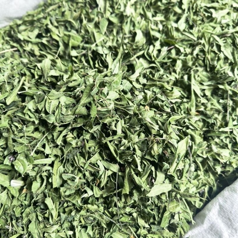 新货原叶罗布麻中药材筛选正品纯无硫罗布麻叶罗布麻茶叶