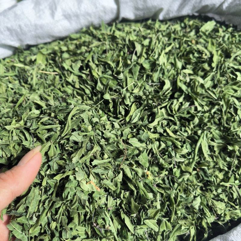 新货原叶罗布麻中药材筛选正品纯无硫罗布麻叶罗布麻茶叶