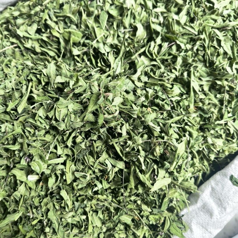 新货原叶罗布麻中药材筛选正品纯无硫罗布麻叶罗布麻茶叶