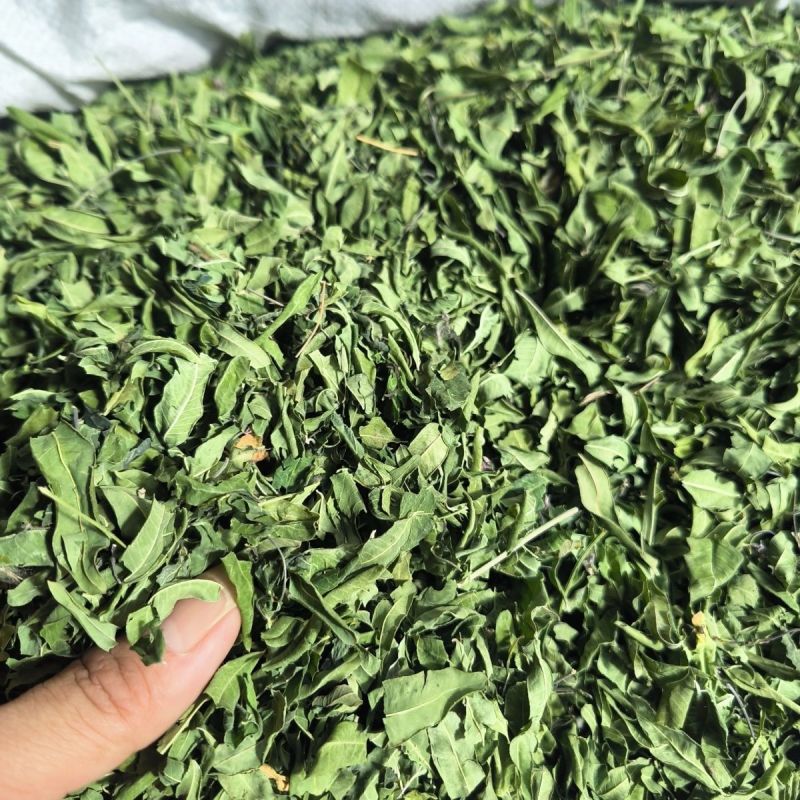 新货原叶罗布麻中药材筛选正品纯无硫罗布麻叶罗布麻茶叶