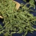 中药材伸筋草筋骨草新货透骨草舒筋草石松狮子多规格
