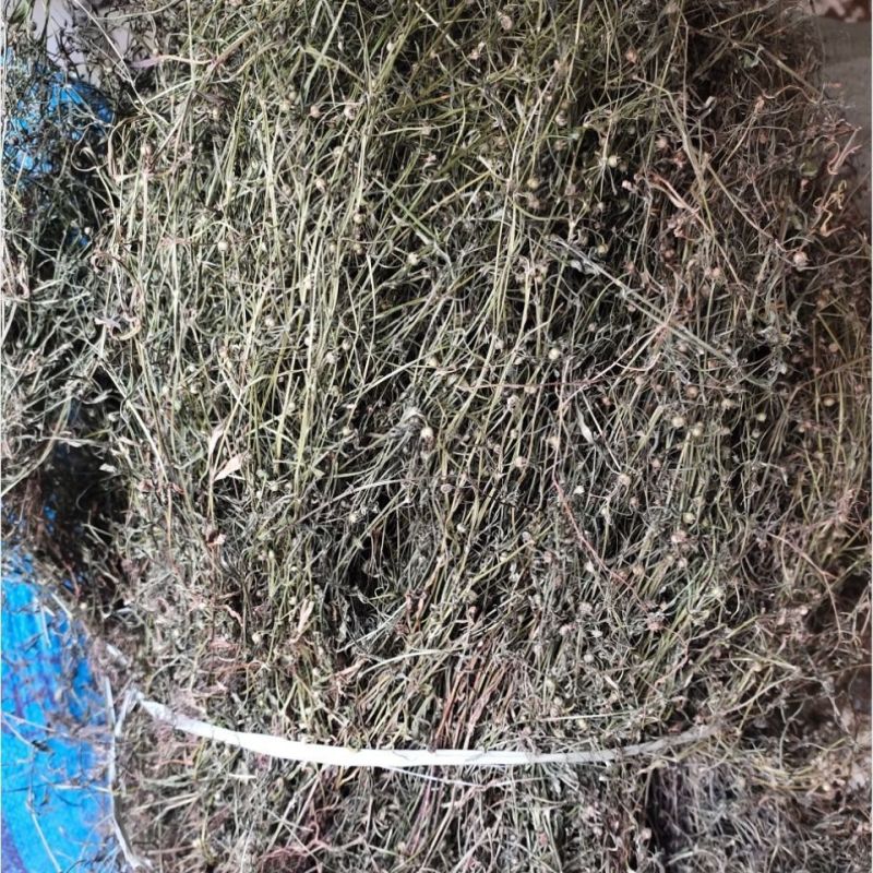 白花蛇舌草整株新货白花蛇舌草中药材蛇利草