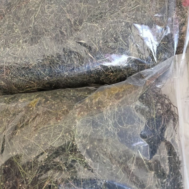 白花蛇舌草整株新货白花蛇舌草中药材蛇利草