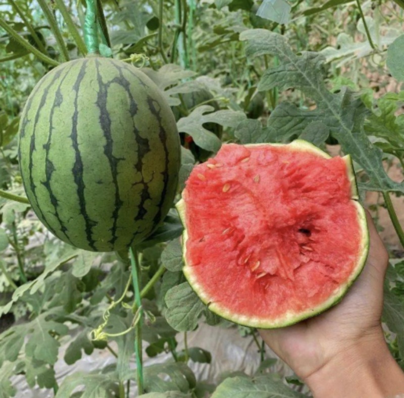 【推荐】早春红玉西瓜，小西瓜，大量接单产地直发欢迎来电