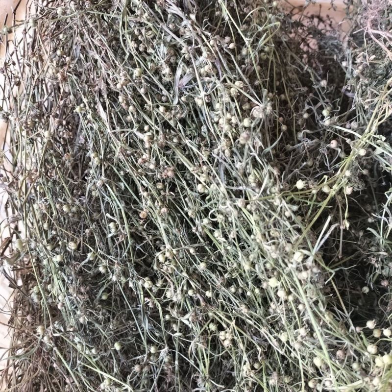白花蛇舌草整株新货白花蛇舌草中药材蛇利草